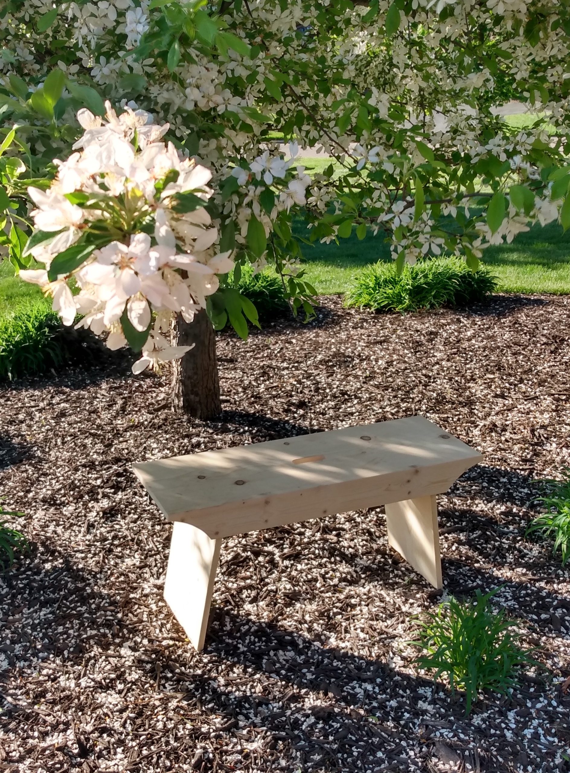 Bench under a Cherry tree